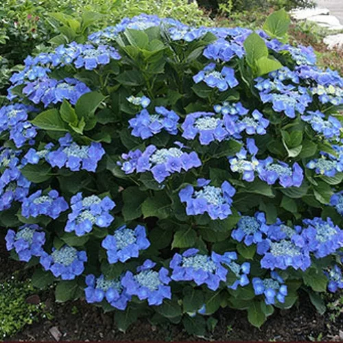 Kerti hortenzia - Hydrangea macrophylla Teller Blue