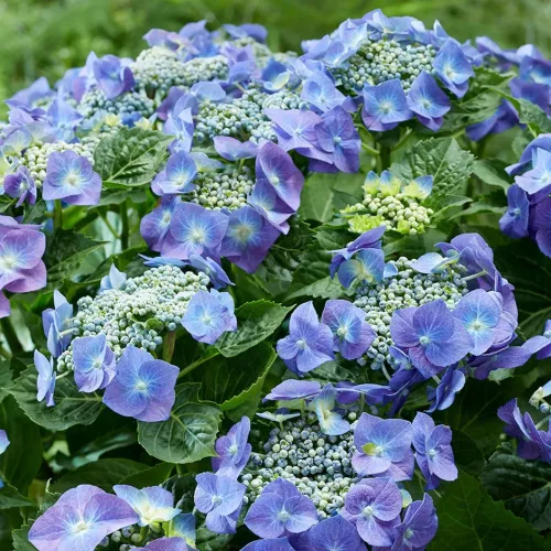 Kerti hortenzia - Hydrangea macrophylla Teller Blue