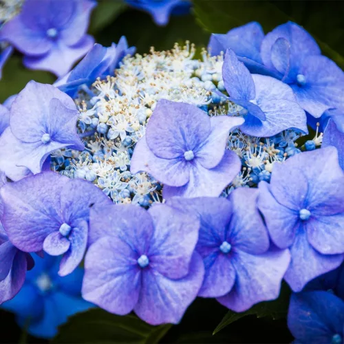 Kerti hortenzia - Hydrangea macrophylla Teller Blue