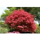 Japán juhar - Acer palmatum "Firecracker" K5