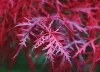 Japán juhar - Acer palmatum "Firecracker" K5