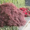 Japán juhar - Acer palmatum "Firecracker" K5
