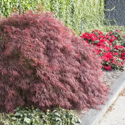 Japán juhar - Acer palmatum "Firecracker" K5