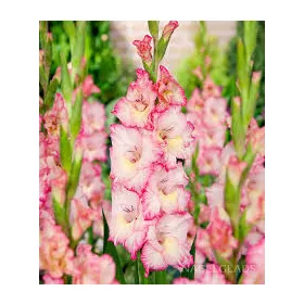 Gladiolus Priscilla / Kardvirág