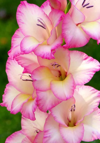 Gladiolus Priscilla / Kardvirág