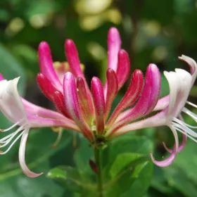   Bordó-fehér virágú japán kúszólonc -.Lonicera japonica 'Red World'
