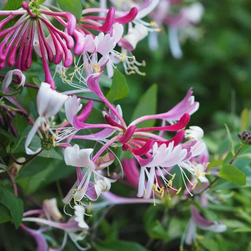 Bordó-fehér virágú japán kúszólonc -.Lonicera japonica 'Red World'