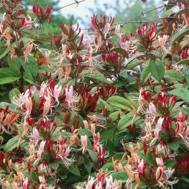 Bordó-fehér virágú japán kúszólonc -.Lonicera japonica 'Red World'