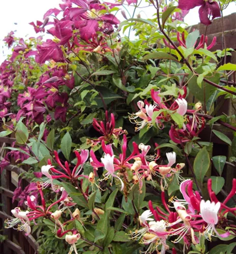 Bordó-fehér virágú japán kúszólonc -.Lonicera japonica 'Red World'