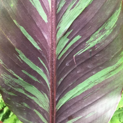 Zebra banán - Musa sikkimensis "Ever Red"