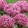 Cserjés hortenzia - Hydrangea Arborescens "Magical Dark Pink"