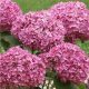 Cserjés hortenzia - Hydrangea Arborescens "Magical Dark Pink"