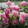 Cserjés hortenzia - Hydrangea Arborescens "Magical Dark Pink"