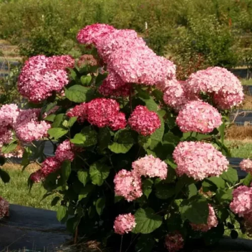 Cserjés hortenzia - Hydrangea Arborescens "Magical Dark Pink"