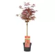 Japán juhar - Acer palmatum "Shaina"