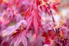 Japán juhar - Acer palmatum "Shaina"