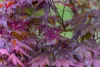 Japán juhar - Acer palmatum "Shaina"