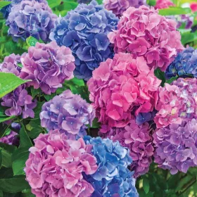   Kerti Hortenzia "La Dreamin" - Hydrangea macrophylla