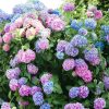 Kerti Hortenzia "La Dreamin" - Hydrangea macrophylla