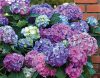 Kerti Hortenzia "La Dreamin" - Hydrangea macrophylla