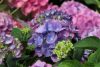 Kerti Hortenzia "La Dreamin" - Hydrangea macrophylla