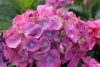 Kerti Hortenzia "La Dreamin" - Hydrangea macrophylla