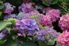 Kerti Hortenzia "La Dreamin" - Hydrangea macrophylla