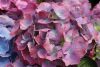 Kerti Hortenzia "La Dreamin" - Hydrangea macrophylla