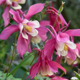    Rózsaszín-fehér harangláb - Aquilegia caerulea 'Spring Magic Rose and White' 