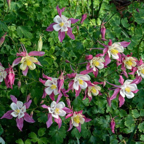  Rózsaszín-fehér harangláb - Aquilegia caerulea 'Spring Magic Rose and White' 