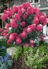 Bugás hortenzia - "Bonfire " - Hydrangea Paniculata