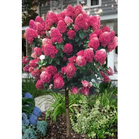 Bugás hortenzia - "Bonfire " - Hydrangea Paniculata