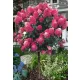 Bugás hortenzia - "Bonfire " - Hydrangea Paniculata