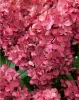 Bugás hortenzia - "Bonfire " - Hydrangea Paniculata
