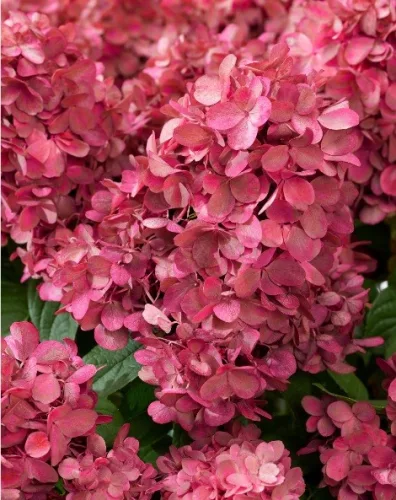 Bugás hortenzia - "Bonfire " - Hydrangea Paniculata