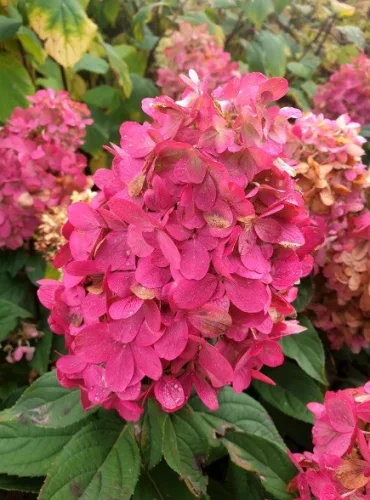Bugás hortenzia - "Bonfire " - Hydrangea Paniculata