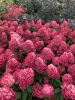 Bugás hortenzia - "Bonfire " - Hydrangea Paniculata