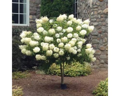 Törzses Bugás hortenzia - Hydrangea paniculata ‘Silver Dollar’ - Törzs 60 cm