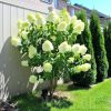 Törzses Bugás hortenzia - Hydrangea paniculata ‘Silver Dollar’ - Törzs 60 cm