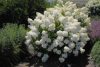 Törzses Bugás hortenzia - Hydrangea paniculata ‘Silver Dollar’ - Törzs 60 cm