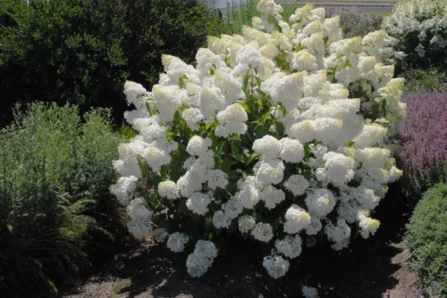 Törzses Bugás hortenzia - Hydrangea paniculata ‘Silver Dollar’ - Törzs 60 cm