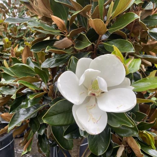 Örökzöld magnolia - Magnolia Grandiflora "Little Gem" - K4