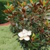 Örökzöld magnolia - Magnolia Grandiflora "Little Gem" - K4