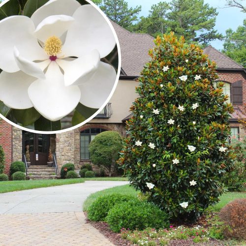 Örökzöld magnolia - Magnolia Grandiflora "Little Gem" - K4