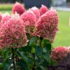 Bugás hortenzia - "Living Pinky Promise" - Hydrangea Paniculata