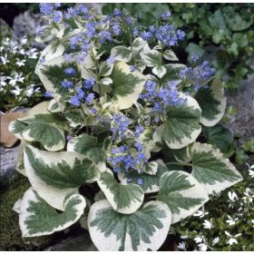   Tarka levelű kaukázusi nefelejcs - Brunnera macrophylla "Variegata"