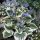 Tarka levelű kaukázusi nefelejcs - Brunnera macrophylla "Variegata"