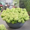 Talajtakaró bugás hortenzia - Hydrangea paniculata "Groundbreaker Greeny" K1,5