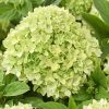 Talajtakaró bugás hortenzia - Hydrangea paniculata "Groundbreaker Greeny" K1,5