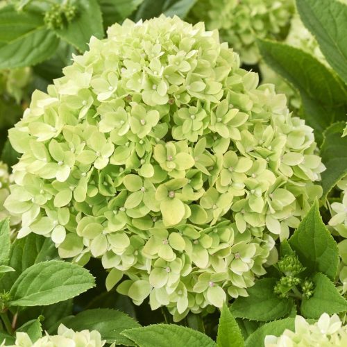 Talajtakaró bugás hortenzia - Hydrangea paniculata "Groundbreaker Greeny" K1,5